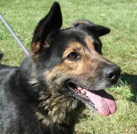HUNTER, Mixed Breed (Hundehilfe Polen)