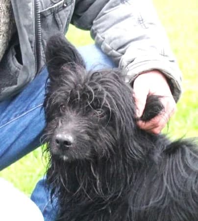 Unknown, Mixed Breed (Hundehilfe Polen)