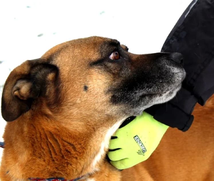 Unknown, Mixed Breed (Hundehilfe Polen)