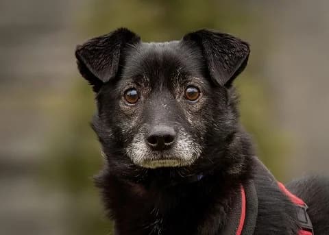 Unknown, Mixed Breed (Hundehilfe Polen)
