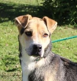 Unknown, Mixed Breed (Hundehilfe Polen)