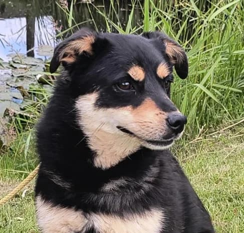 Unknown, Mixed Breed (Hundehilfe Polen)