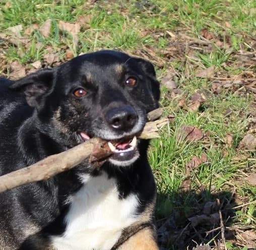 MISIEK, Mixed Breed (Hundehilfe Polen)