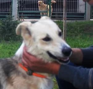 Unknown, Mixed Breed (Hundehilfe Polen)
