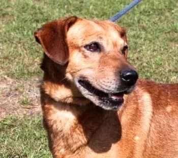 LASER, Mixed Breed (Hundehilfe Polen)