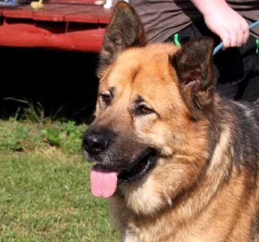 GIENIO, Mixed Breed (Hundehilfe Polen)