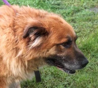 FUKS, Mixed Breed (Hundehilfe Polen)
