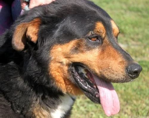 RAMBO, Mixed Breed (Hundehilfe Polen)