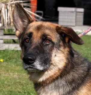 ARES, Mixed Breed (Hundehilfe Polen)