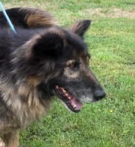 GANDALF, Mixed Breed (Hundehilfe Polen)