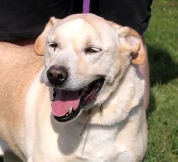 BISZKOPT, Mixed Breed (Hundehilfe Polen)