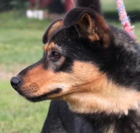 WOJTUO, Mixed Breed (Hundehilfe Polen)