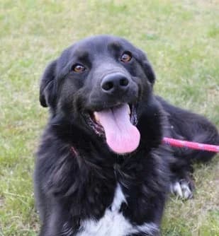 Unknown, Mixed Breed (Hundehilfe Polen)