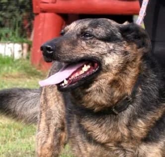 INKA, Mixed Breed (Hundehilfe Polen)
