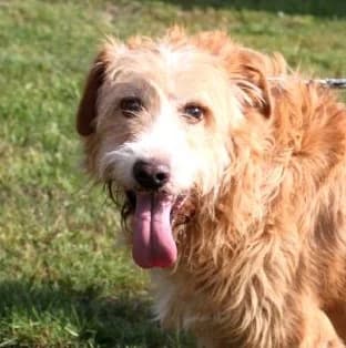 IMBIR, Mixed Breed (Hundehilfe Polen)