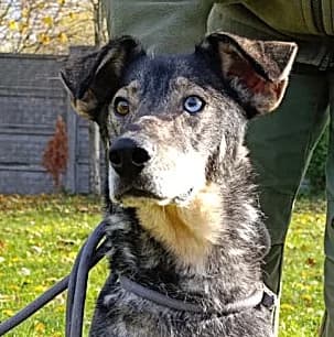 Unknown, Mixed Breed (Hundehilfe Polen)
