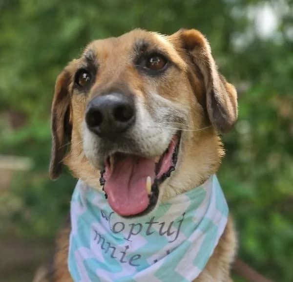 ZACHARY, Mixed Breed (Hundehilfe Polen)
