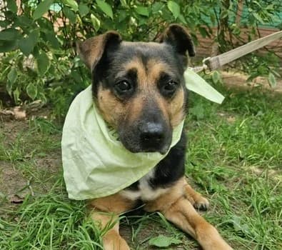 DZIADEK, Mixed Breed (Hundehilfe Polen)
