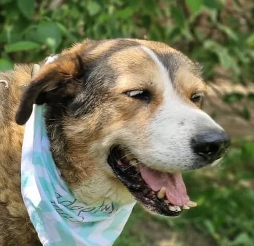 ZABEK, Mixed Breed (Hundehilfe Polen)