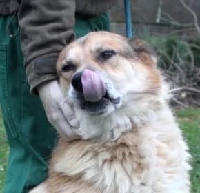 Unknown, Mixed Breed (Hundehilfe Polen)