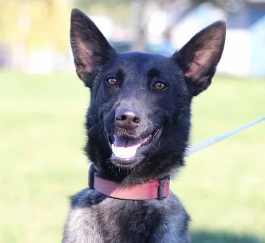 PUMA, Mixed Breed (Hundehilfe Polen)