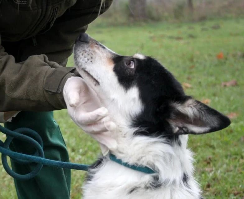 Unknown, Mixed Breed (Hundehilfe Polen)