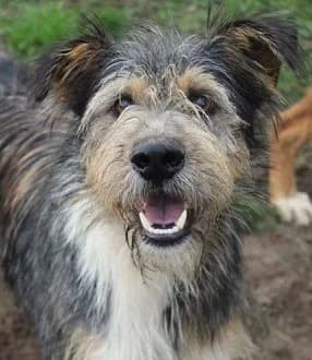 Unknown, Mixed Breed (Hundehilfe Polen)