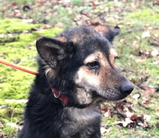 Unknown, Mixed Breed (Hundehilfe Polen)