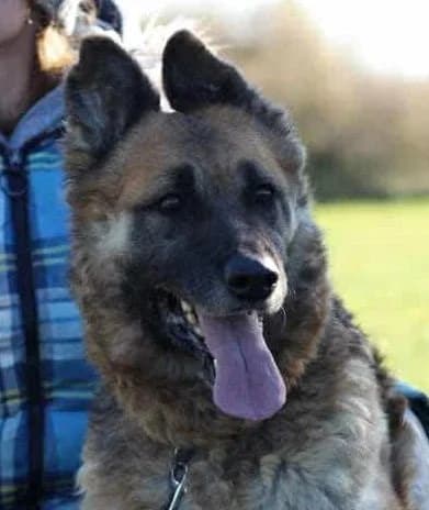 RAMBA, Mixed Breed (Hundehilfe Polen)