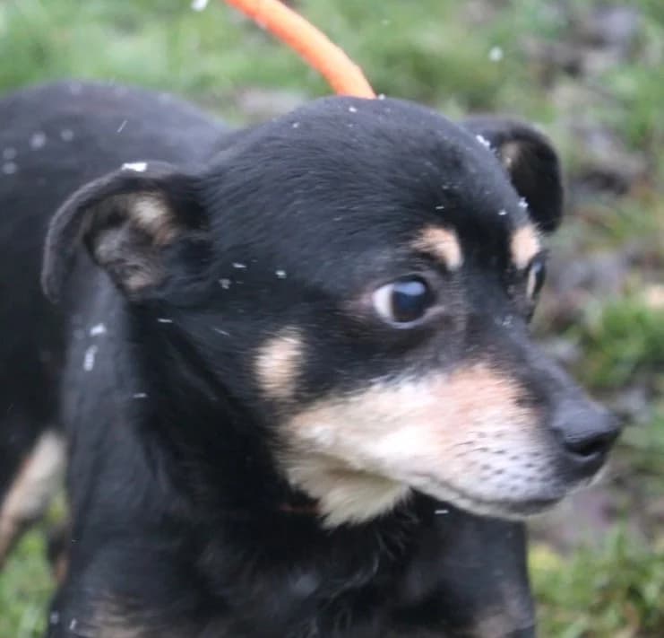 Unknown, Mixed Breed (Hundehilfe Polen)