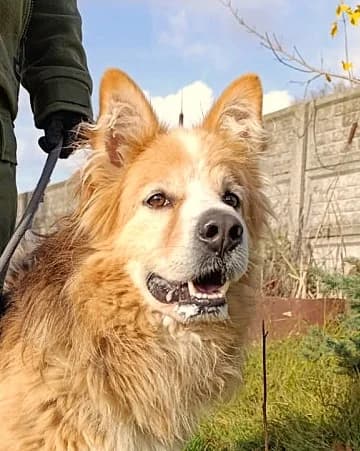 Unknown, Mixed Breed (Hundehilfe Polen)