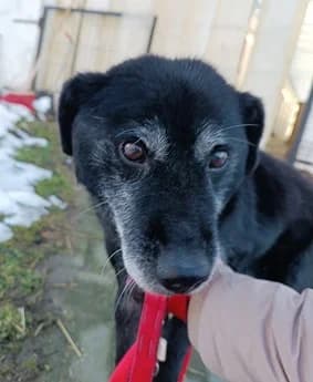 SENIOR, Mixed Breed (Hundehilfe Polen)