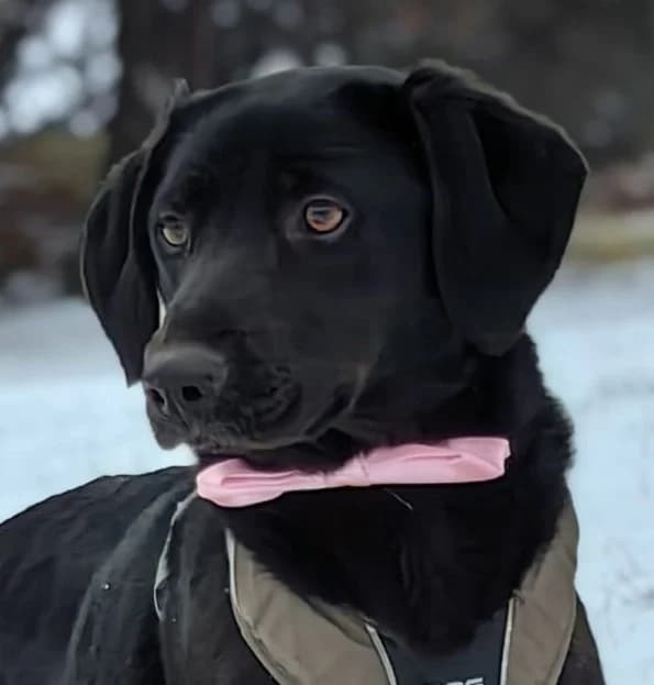 SLENDRINA, Mixed Breed (Hundehilfe Polen)