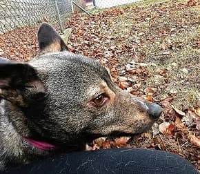 WILCZUS, Mixed Breed (Hundehilfe Polen)