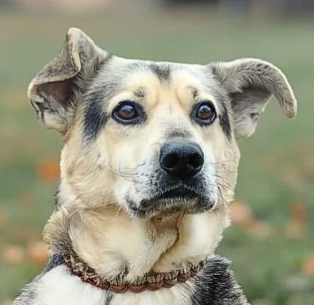 PIELGRZYM, Mixed Breed (Hundehilfe Polen)