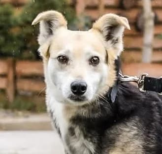 FELIX, Mixed Breed (Hundehilfe Polen)