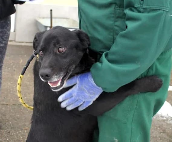 Unknown, Mixed Breed (Hundehilfe Polen)