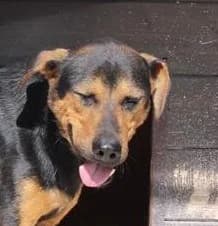 Unknown, Mixed Breed (Hundehilfe Polen)