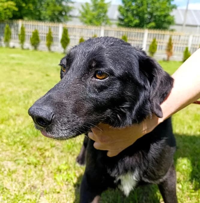 Unknown, Mixed Breed (Hundehilfe Polen)