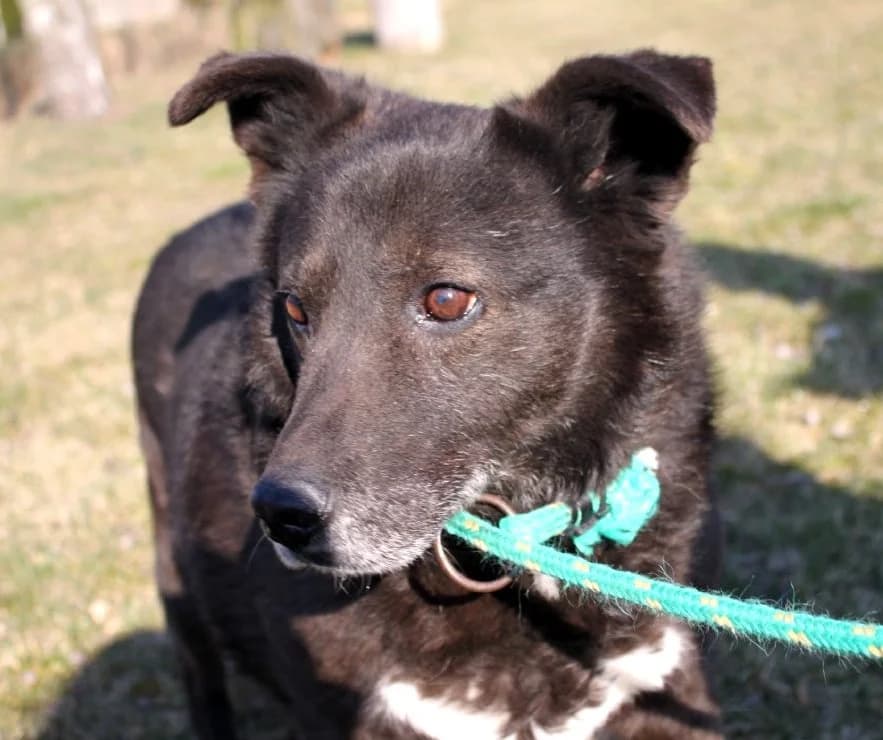 Unknown, Mixed Breed (Hundehilfe Polen)
