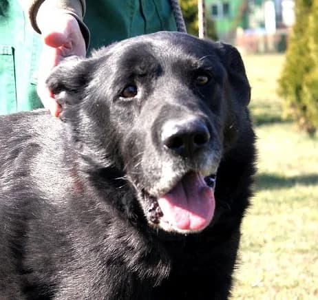 Unknown, Mixed Breed (Hundehilfe Polen)