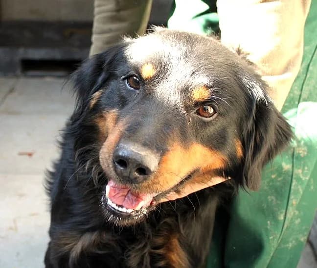 Unknown, Mixed Breed (Hundehilfe Polen)