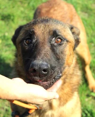 Unknown, Mixed Breed (Hundehilfe Polen)