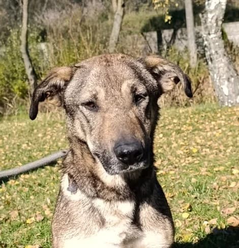 Unknown, Mixed Breed (Hundehilfe Polen)