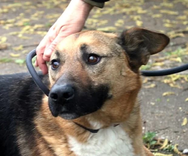 Unknown, Mixed Breed (Hundehilfe Polen)