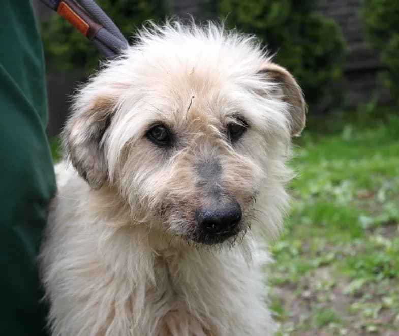 Unknown, Mixed Breed (Hundehilfe Polen)