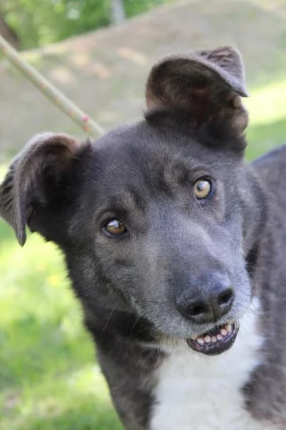 Unknown, Mixed Breed (Hundehilfe Polen)