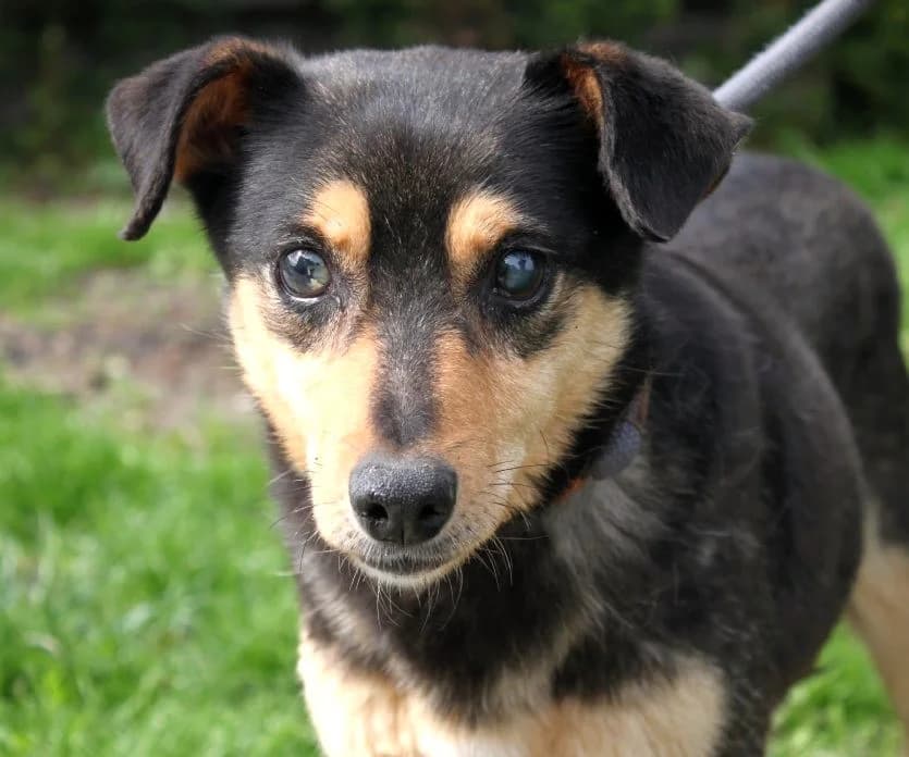 Unknown, Mixed Breed (Hundehilfe Polen)