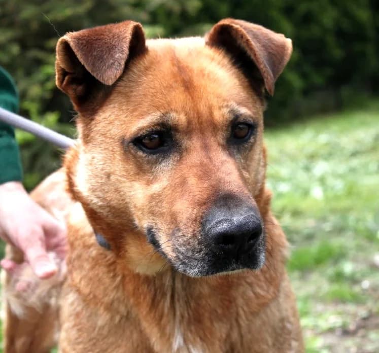 Unknown, Mixed Breed (Hundehilfe Polen)