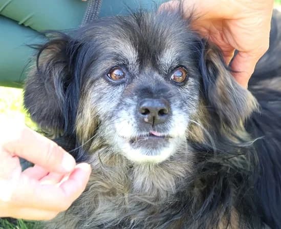 Unknown, Mixed Breed (Hundehilfe Polen)